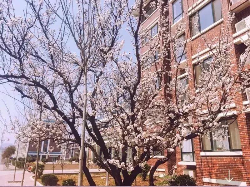山東力明科技職業(yè)學院