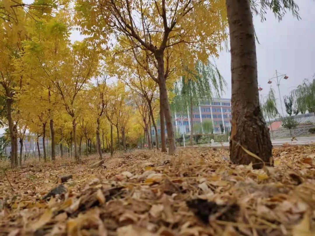山東力明科技職業(yè)學院