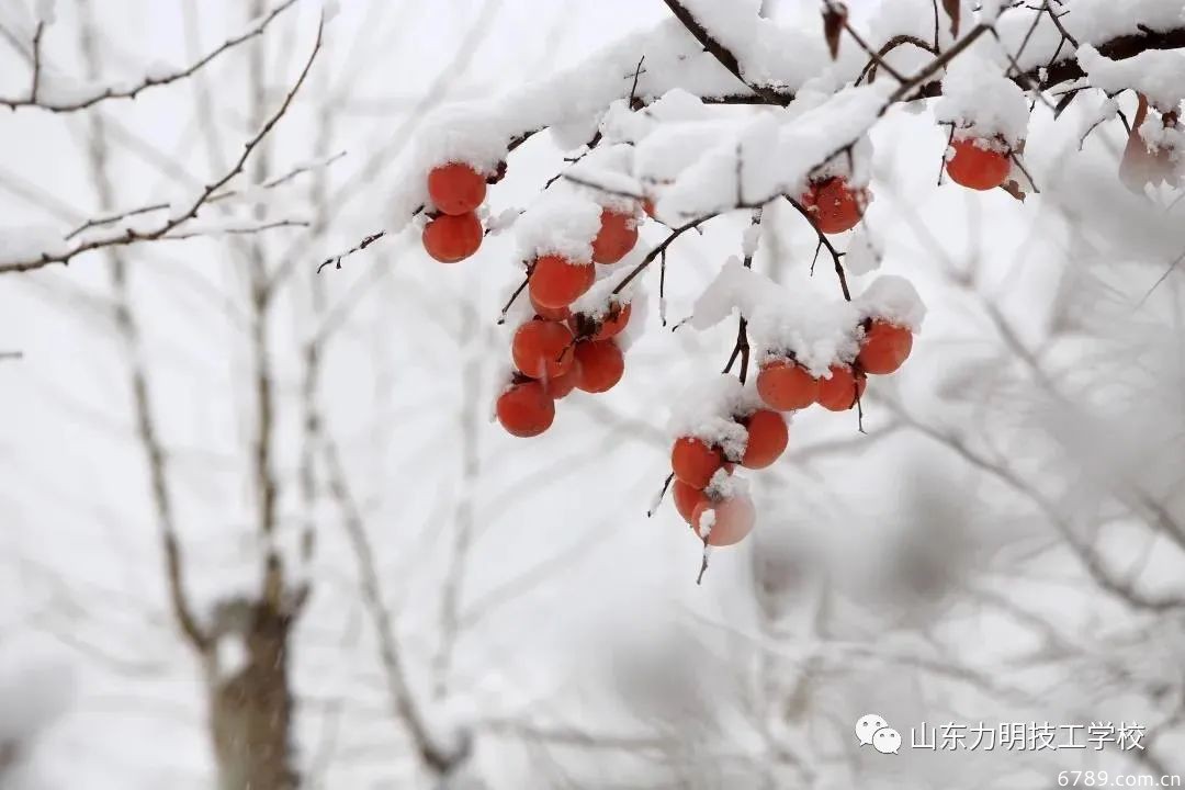 山東力明科技職業(yè)學院